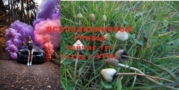 PSILOCYBIN Вязьма